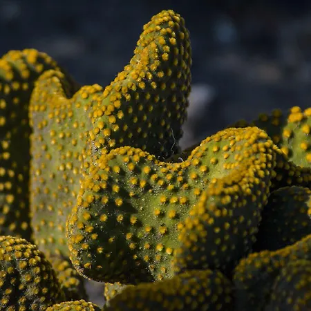 Cortijo 4 Elementos 4* Lucainena de las Torres